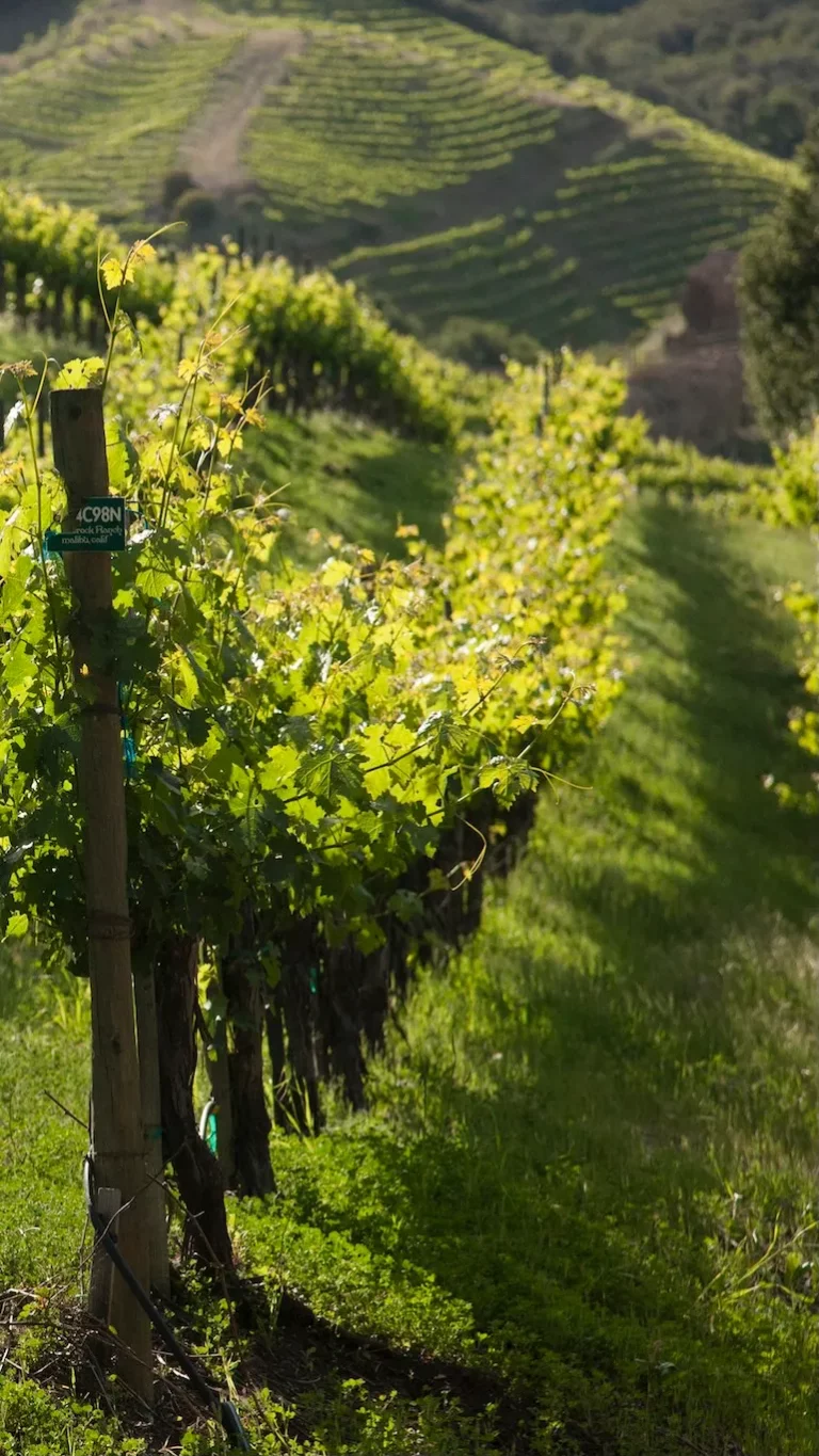 vines in malibu wine country