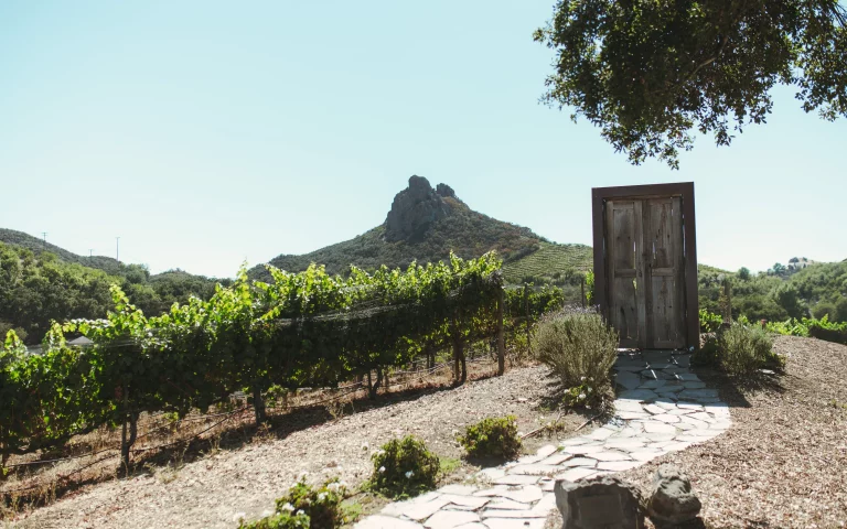 saddlerock ranch vineyard in malibu