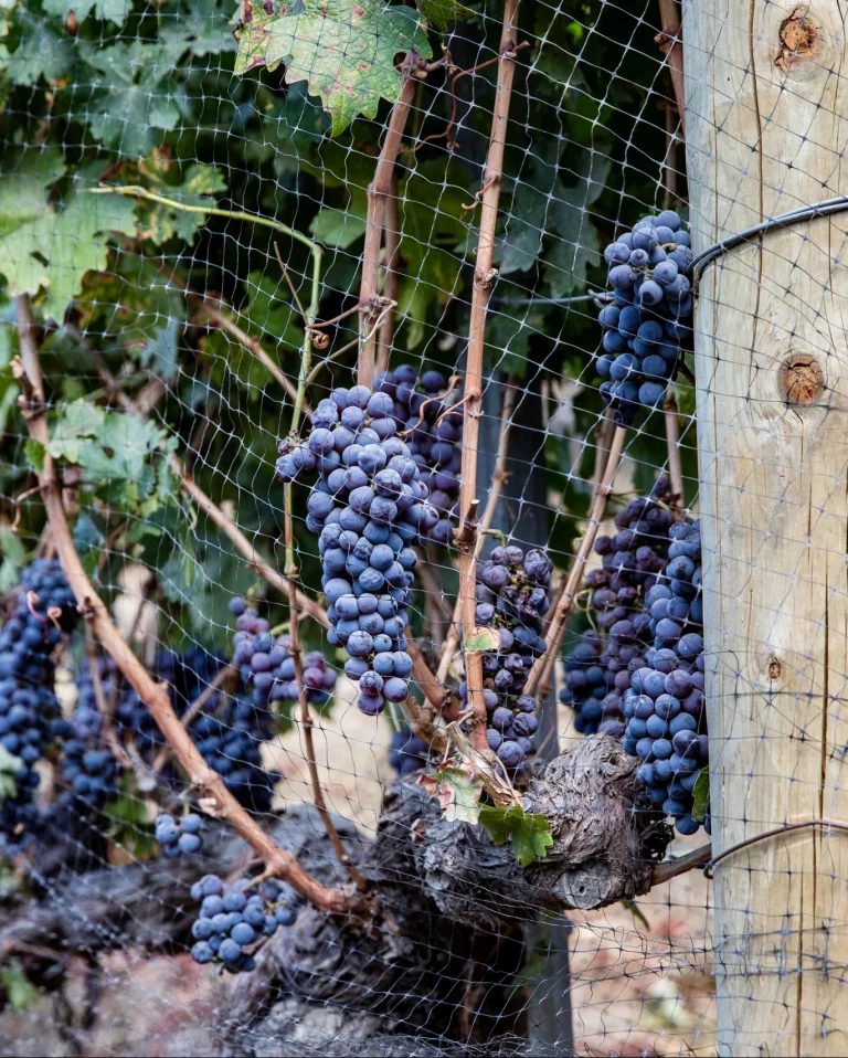 malibu wine food and beach tour