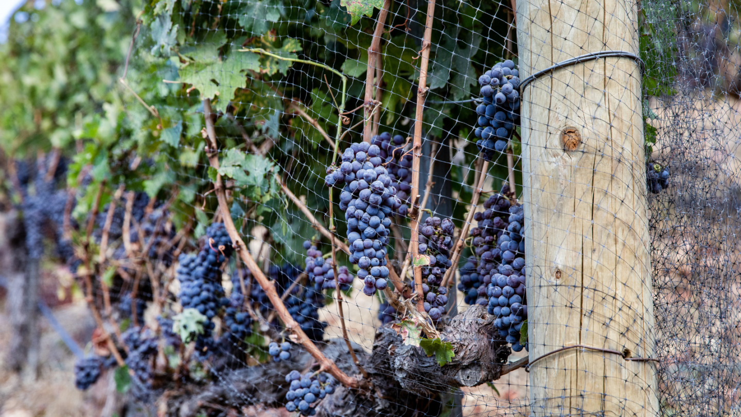 wine grapes growing in malibu