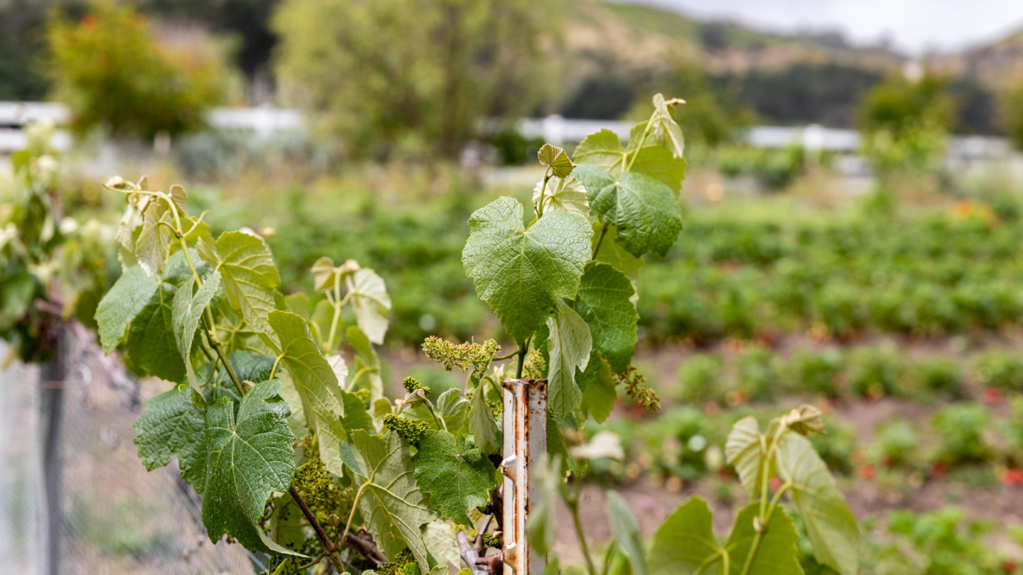 vineyards in malibu